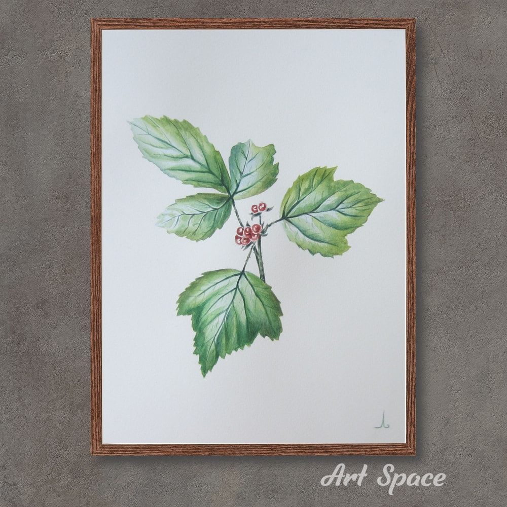 art - leaves - Rubus saxatilis - berries - plant- botanical illustration - drawing - plant watercolor - watercolor illustration.jpg