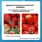 Portable Fruit Vegetable Cleaner Machine USB Pesticide Residue Remover Food Sterilizer 2