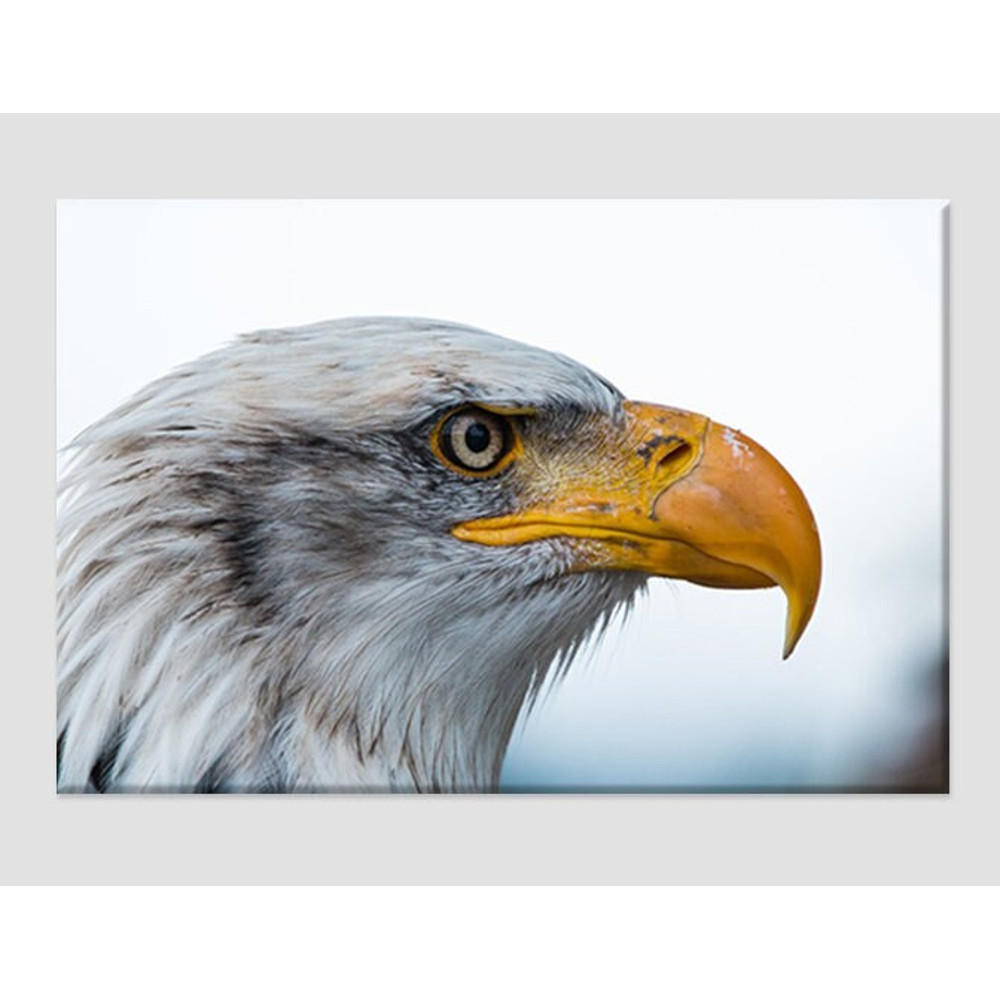 American Bald Eagle Canvas Art, Eagle Print, Eagle Poster, Wild Birds Wall Art Eagle Photo Hunter Gift Hunting Wall Art USA Eagle.jpg