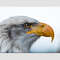 American Bald Eagle Canvas Art, Eagle Print, Eagle Poster, Wild Birds Wall Art Eagle Photo Hunter Gift Hunting Wall Art USA Eagle.jpg
