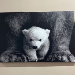 Canvas Wall Art, Canvas Print, Canvas Art, Baby Polar Bear, Animal Canvas, Animal Photo Wall Art, Trendy Canvas Gift,