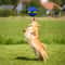 Fun Elastic Dog Pet Toy Flying Saucer Bouncing Ball for Outdoor Exercise