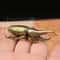 Creative Solid Brass Beetle Ornaments Unicorn Fairy Simulation Copper Insect Tea Pets House Table G 1