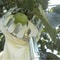 High-altitude Fruit Picker Device, Convenient Gardening Tools, Apple Pear Peach Horticultural Fruit Picker