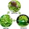 Vegetable Garden Plant Protective Cover, Agricultural Mini Greenhouse, Snail Collar Seedling Caps
