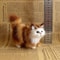 Soft Stuffed Kitten Model Cute Simulation Cat Plush Toy Realistic Fake Cat Animal For Kids Girls Bi 6