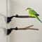 Wood Perch for Parrot Perch Birdcage, Accessories, Suction Cup Stand Toy