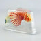 Colorful Lionfish Floating Ornament For Underwater Aquarium Tank Landscape 4