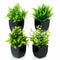 Decorative Artificial Green Plants for Wedding, Birthday, and Party Scenes