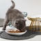 Ceramic Raised Pet Bowl with Stand Elevated Dog and Cat Feeding Bowl Set