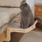Portable Cat Suspension Hammock Comfortable Detachable Sunroom Seat Climbing Frame EasytoWash Pet 4