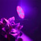 Full Spectrum LED Grow Light for Indoor Plants, Phyto Lamp
