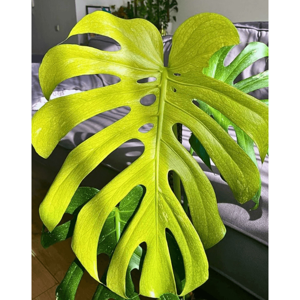 Rare Monstera Deliciosa Mint Variegated Stunning Variegated Houseplant 0