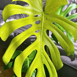 rare monstera deliciosa mint variegated – stunning variegated houseplant
