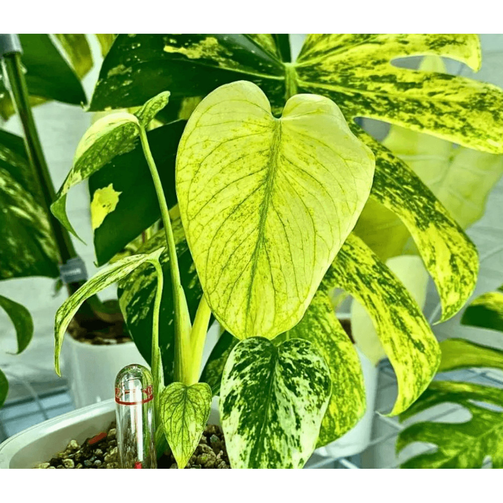 Rare Monstera Deliciosa Mint Variegated Stunning Variegated Houseplant 3