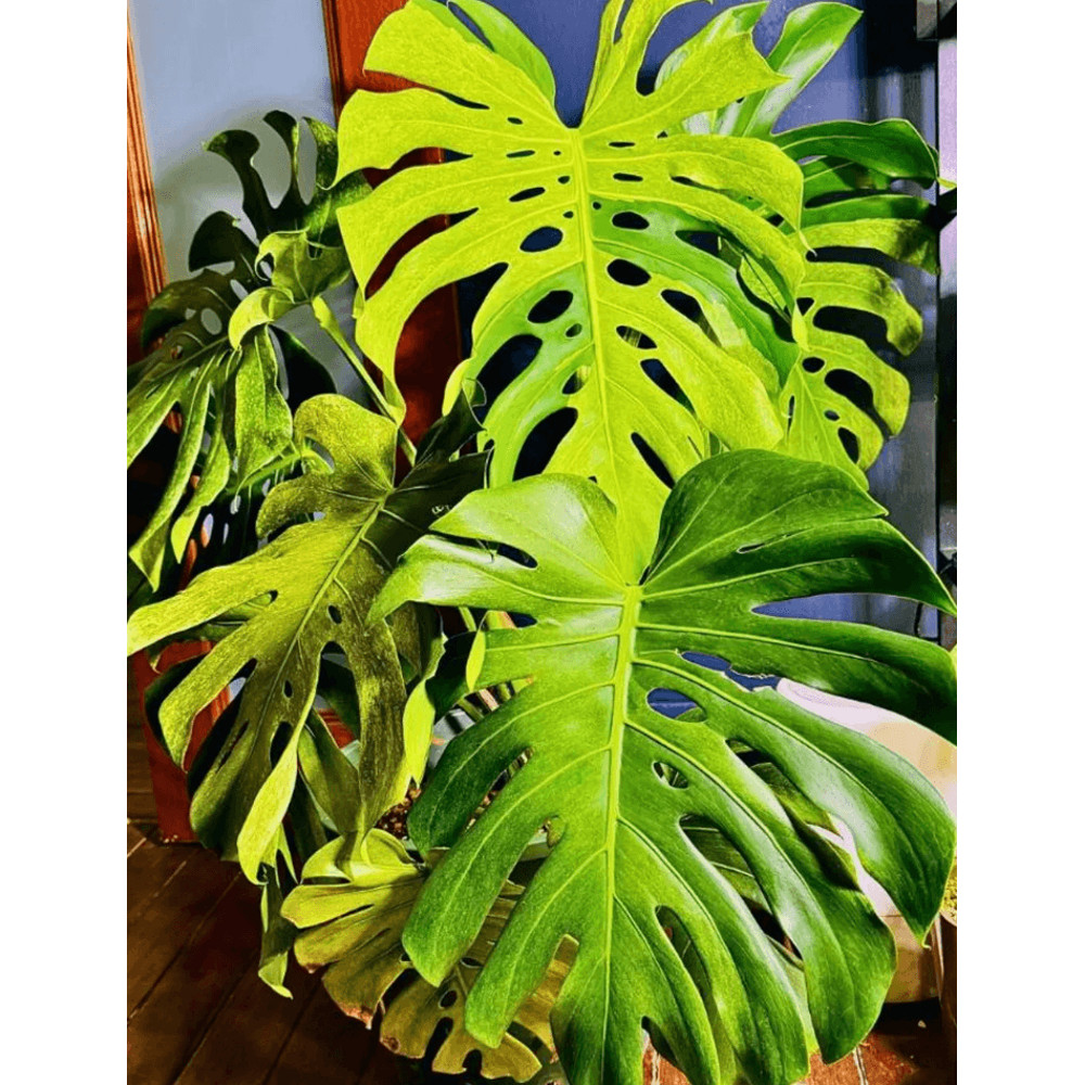Rare Monstera Deliciosa Mint Variegated Stunning Variegated Houseplant 1