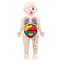 Montessori Human Body Anatomy Model DIY Organ Puzzle for Kids Science Education Medical Toy Tea