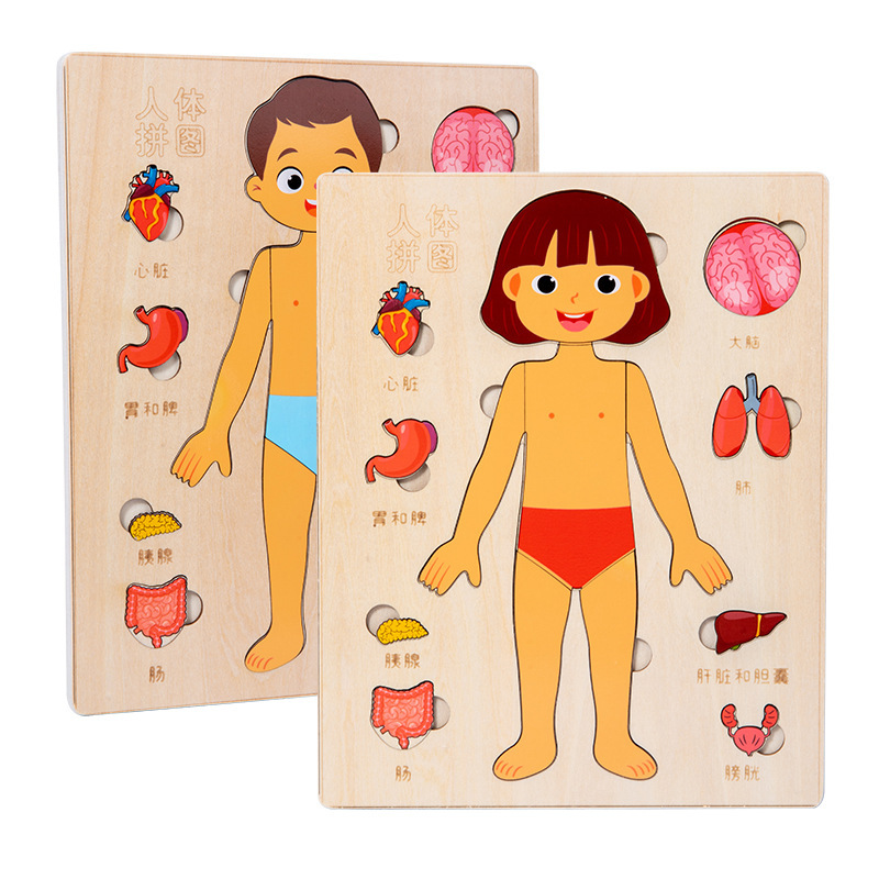 Montessori Puzzles Busy Board Teaching Human Body Parts For Childrens Learning 2