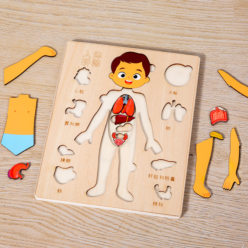 Montessori Puzzles Busy Board Teaching Human Body Parts For Childrens Learning 5