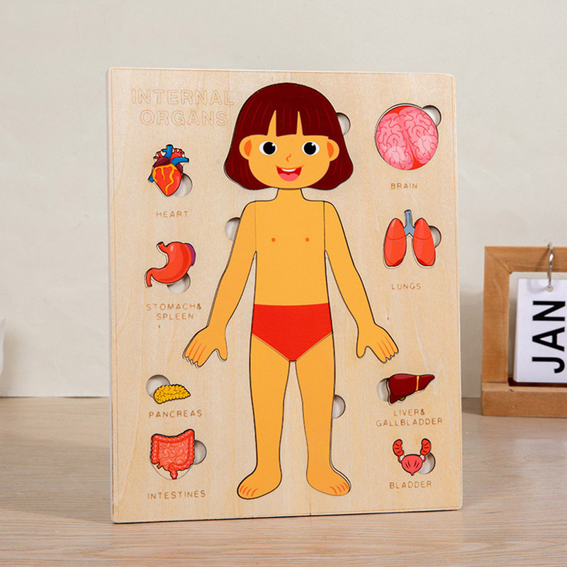 Montessori Puzzles Busy Board Teaching Human Body Parts For Childrens Learning 6