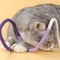 Durable Rope Toy For Cats Puppies Teething Chew Toy For Playful Pets 0