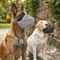 Adjustable Breathable Pet Dog Muzzle AntiBark Bite Mesh Mouth Cover 0