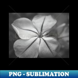 Delicate Bue Flower Photography V3 - Decorative Sublimation PNG File - Create with Confidence