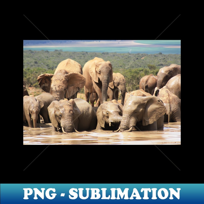 HV-1411_African Wildlife Photography Elephant Swim 8270.jpg