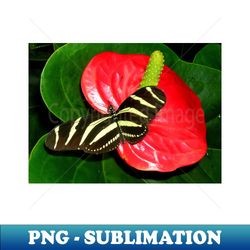Colorful Butterfly on a Red Flower Photography - Creative Sublimation PNG Download - Transform Your Sublimation Creations