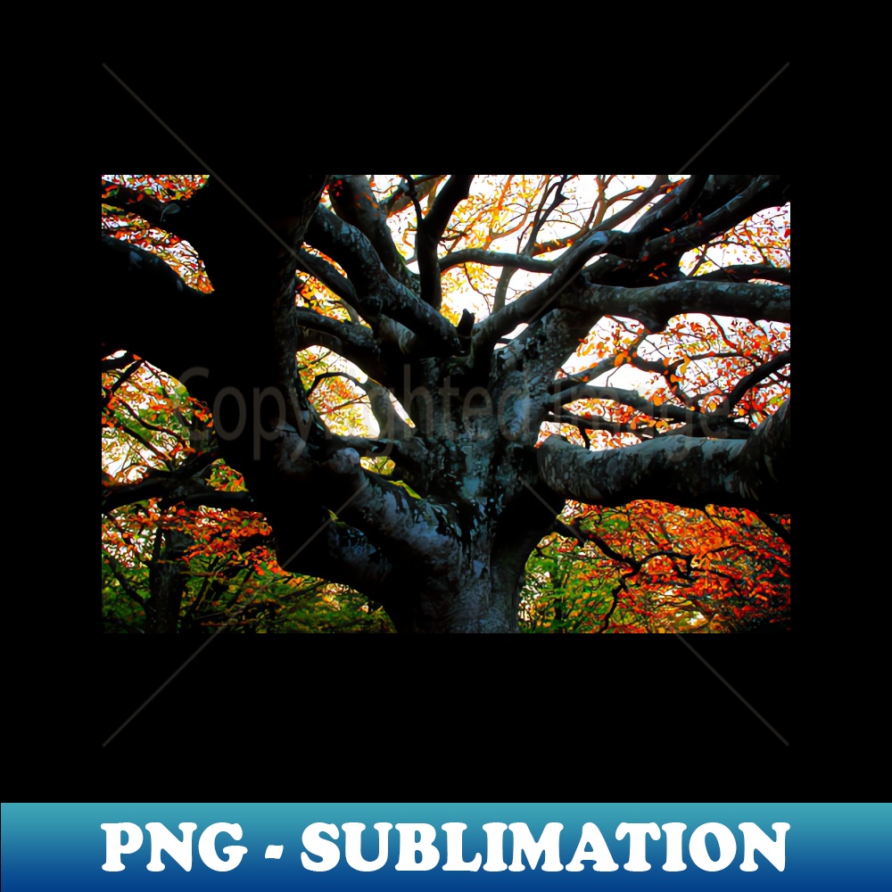 UJ-21306_Huge trunk of a beech tree with numerous massive interwoven branches in Canfaito forest 1747.jpg