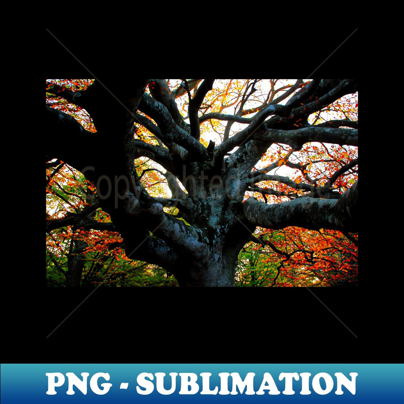 UJ-21306_Huge trunk of a beech tree with numerous massive interwoven branches in Canfaito forest 1747.jpg