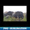 VR-14506_Elephant herd 8267.jpg