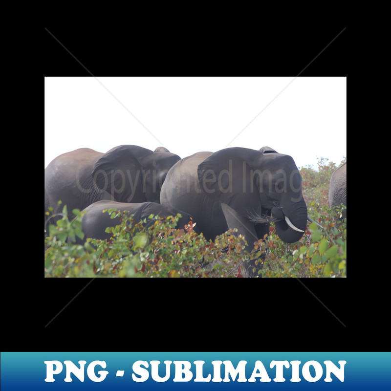 VR-14506_Elephant herd 8267.jpg