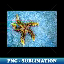 frozen starfish - trendy sublimation digital download - revolutionize your designs