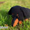 Dachshund-Graphics-26871715-4-580x387.jpg