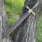 Premium Royal Serpent Sword Damascus Steel Fantasy Collector Display Blade 4