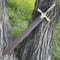 Premium Royal Serpent Sword Damascus Steel Fantasy Collector Display Blade 4