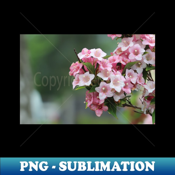 IU-10429_Bundles of pink flowers 9063.jpg