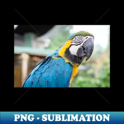 captivating color the inquisitive macaw - png sublimation digital download - perfect for creative projects