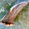 Hand Forged Stag Handle Hunting Knife High Carbon Steel Blade Gift For Hunters 5