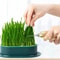 Pet Cat Sprout Dish Growing Pot Hydroponic Cat Grass Germination Kit For Digestion Greenhouse Grow