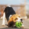 Wobble Wag Giggle Ball Interactive Dog Toy With Fun Giggle Sounds To Get Your Dogs Attention As See 1