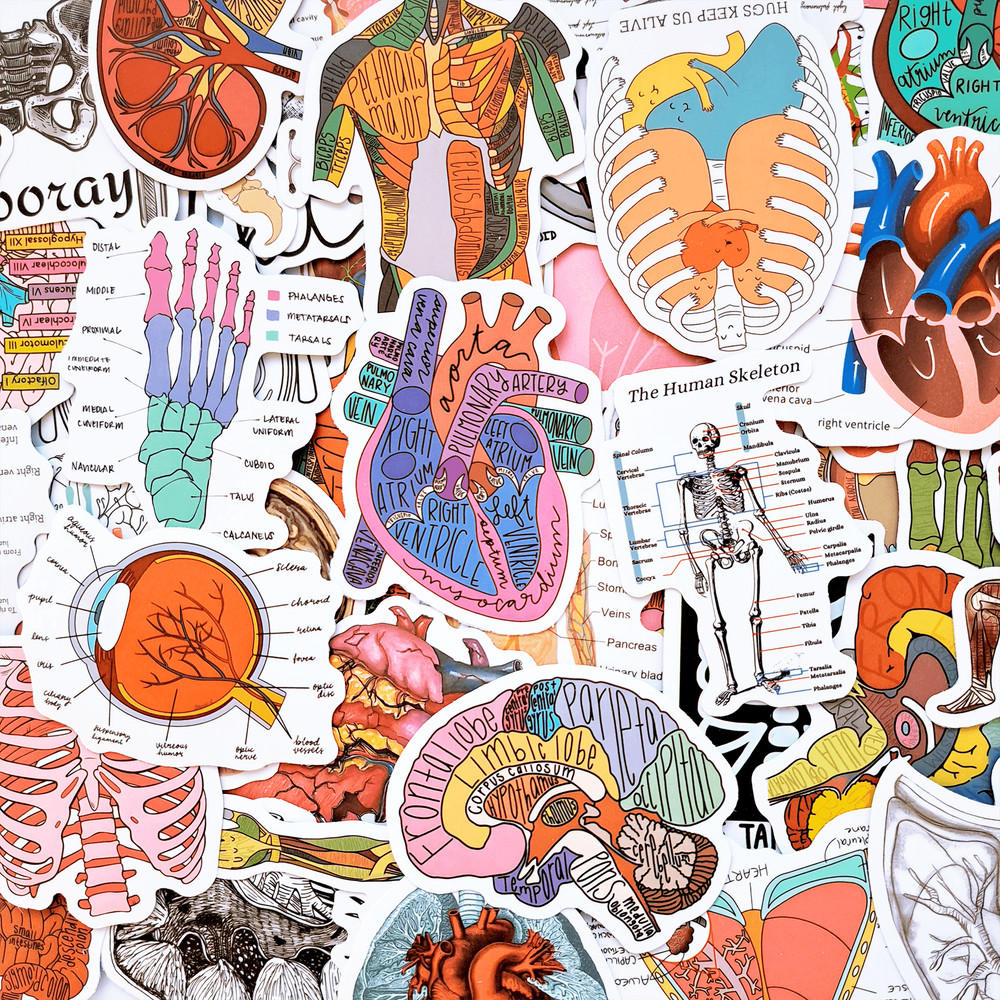 50 PCS Science Anatomy Sticker Pack Medical Anatomy Stickers Human Body Stickers Biology Stickers S