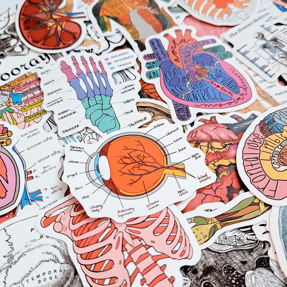50 PCS Science Anatomy Sticker Pack Medical Anatomy Stickers Human Body Stickers Biology Stickers S