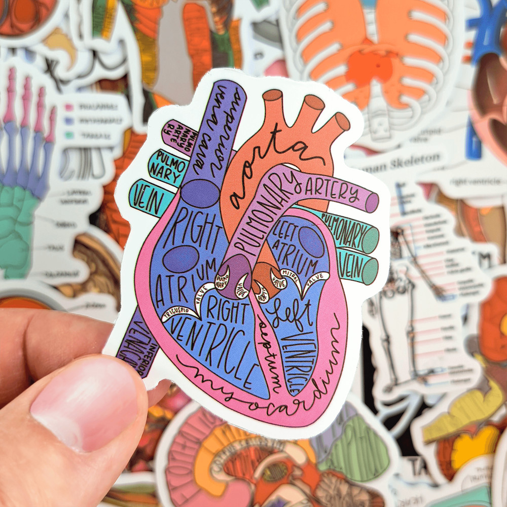 50 PCS Science Anatomy Sticker Pack Medical Anatomy Stickers Human Body Stickers Biology Stickers S