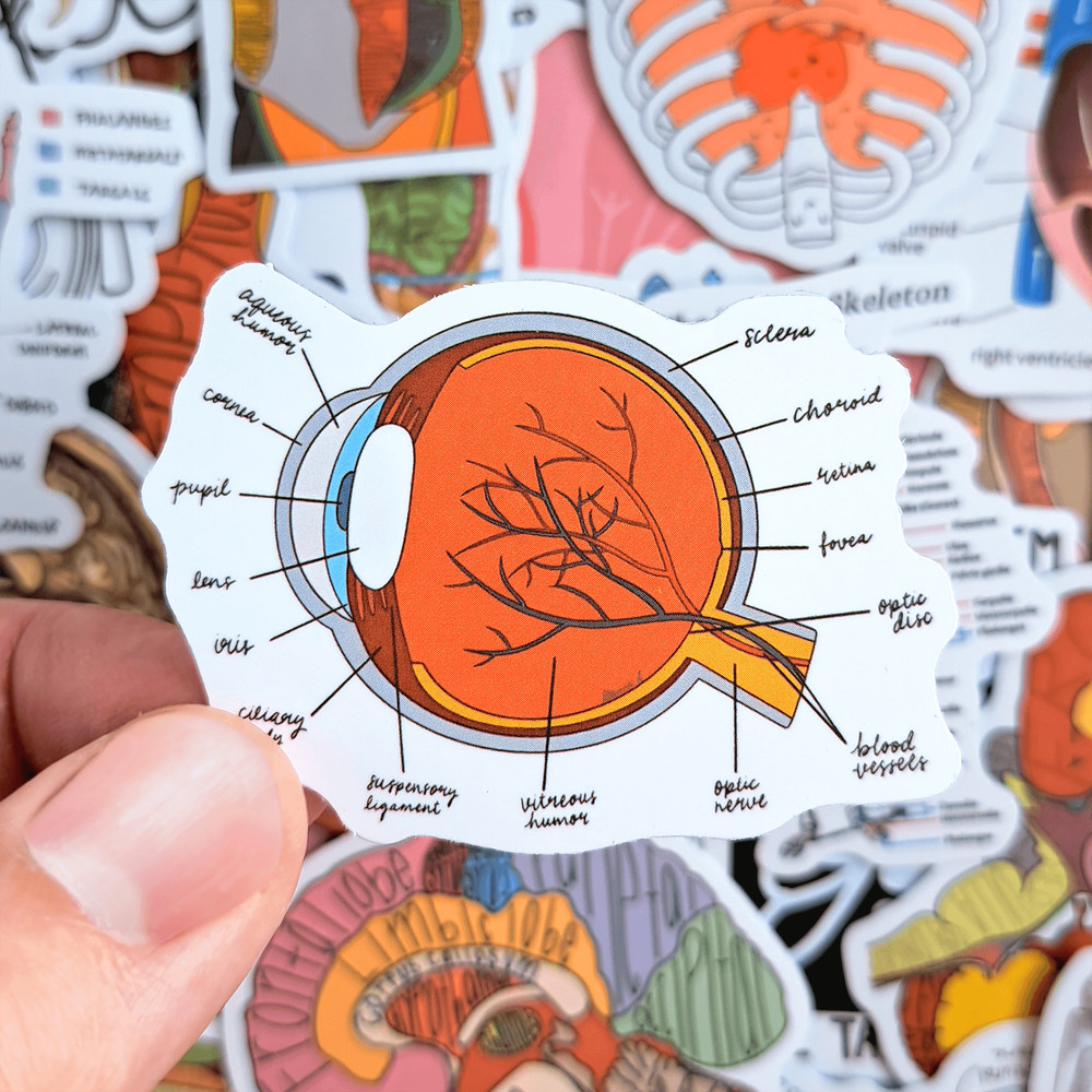 50 PCS Science Anatomy Sticker Pack Medical Anatomy Stickers Human Body Stickers Biology Stickers S