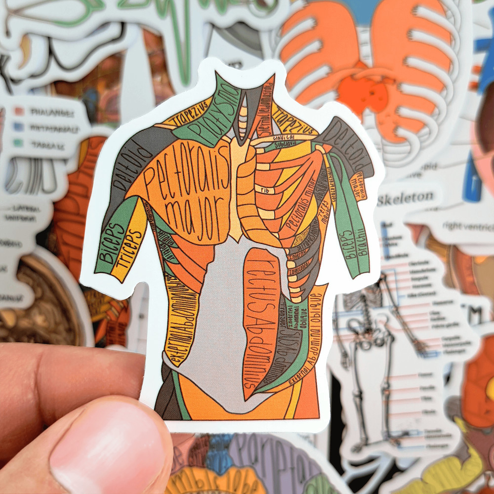 50 PCS Science Anatomy Sticker Pack Medical Anatomy Stickers Human Body Stickers Biology Stickers S
