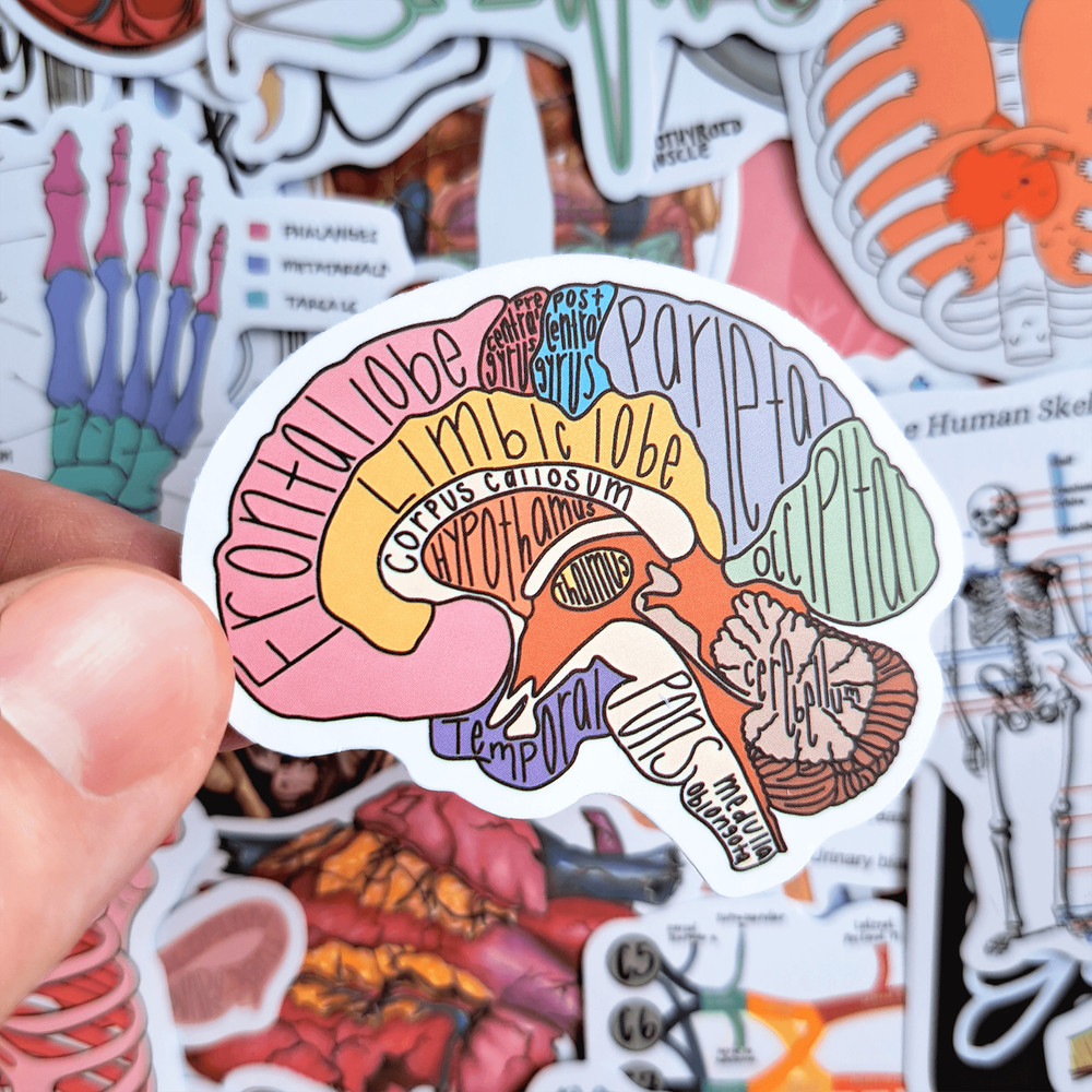 50 PCS Science Anatomy Sticker Pack Medical Anatomy Stickers Human Body Stickers Biology Stickers S