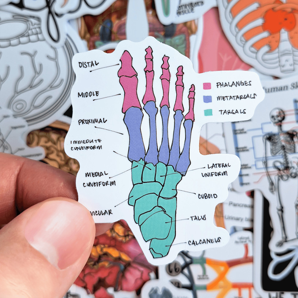 50 PCS Science Anatomy Sticker Pack Medical Anatomy Stickers Human Body Stickers Biology Stickers S