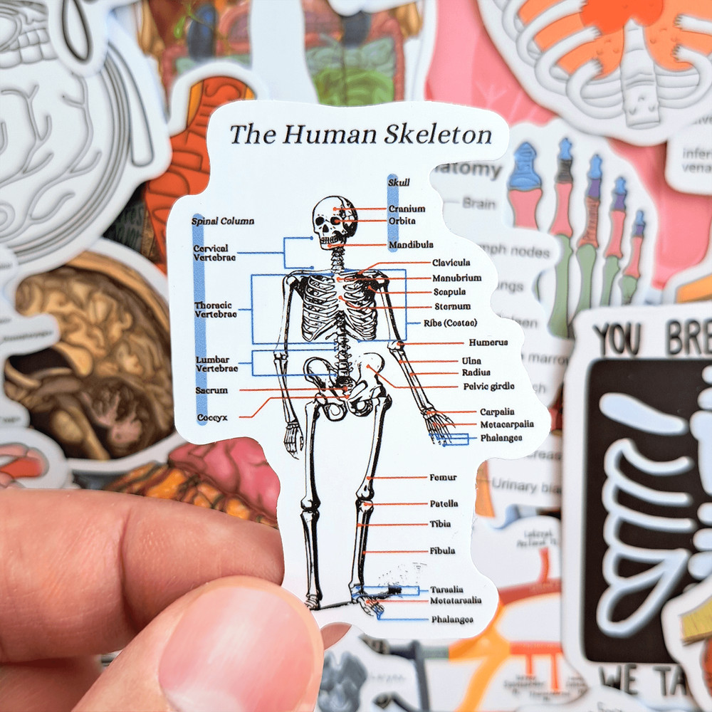 50 PCS Science Anatomy Sticker Pack Medical Anatomy Stickers Human Body Stickers Biology Stickers S